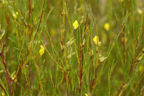 Rooibos the plant - versatile, natural, effective