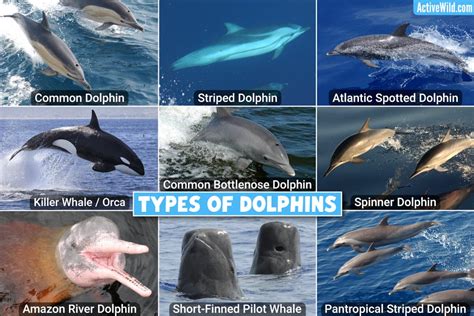 Types Of Dolphins: List Of All Dolphin Species, Pictures & Facts