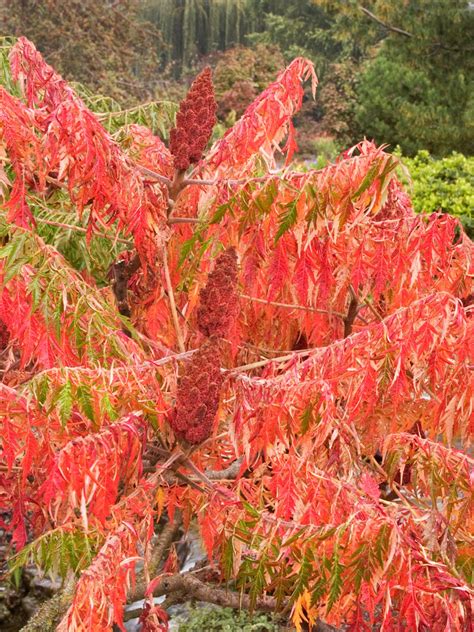 Sumac Trees Are Unsung Garden Trees | HGTV