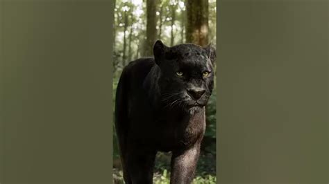 Black panther vs. Tiger HD Fighting Scene - YouTube