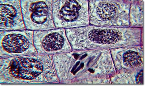 Molecular Expressions Photo Gallery: Mitosis