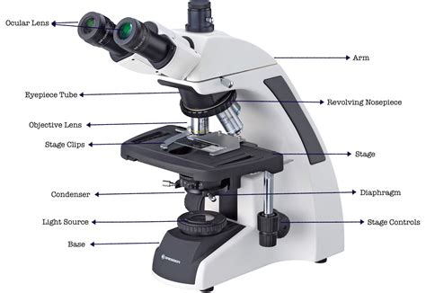 19 Parts Of A Microscope And Their Functions - RankRed