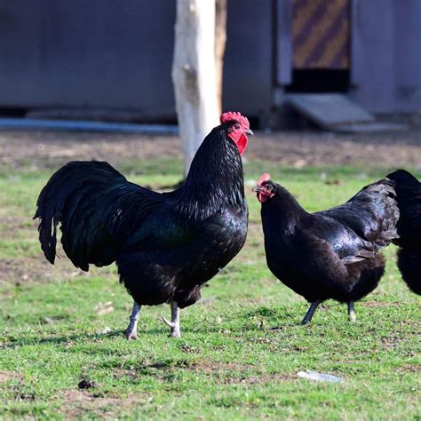 Australorp Chickens