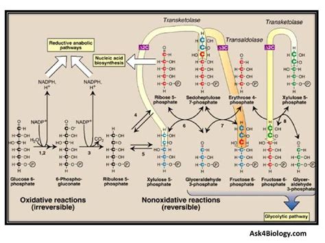 Pentose Phosphate Pathway Easy