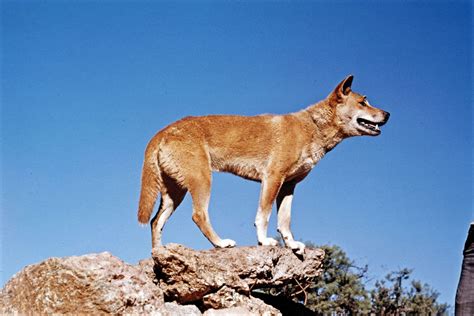 Dingo | Diet, Habitat, & Facts | Britannica