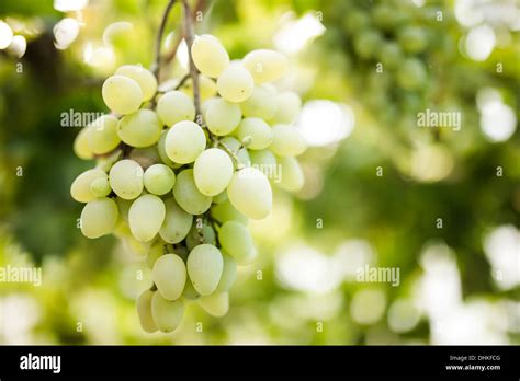 Green grapes on vine Stock Photo - Alamy