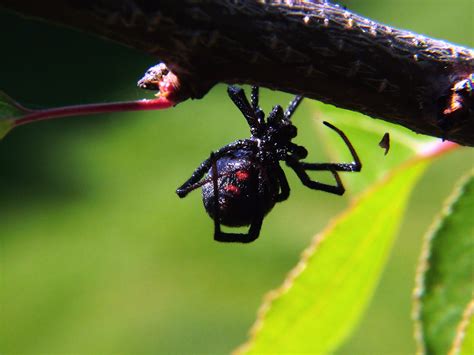 Black Widow Spider Facts : Biological Science Picture Directory ...