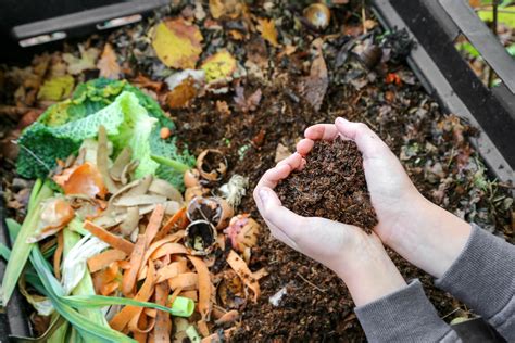 Kompost im Garten: Warum jeder einen haben sollte - Plantura