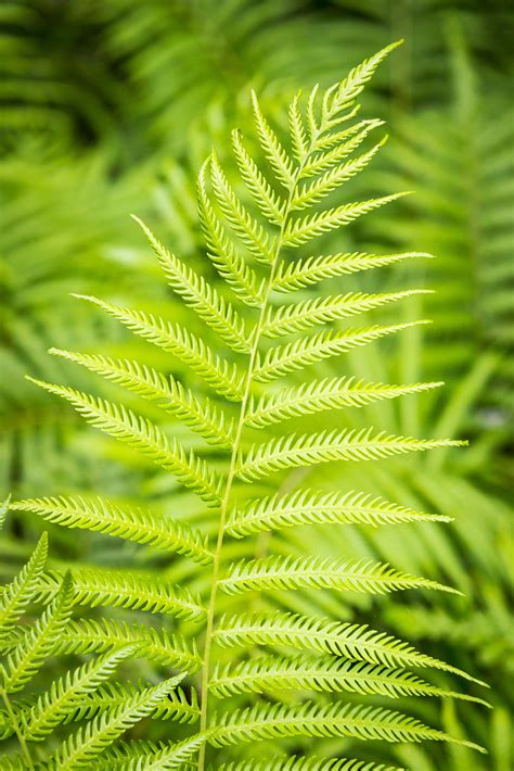 identification - Please help identify this fern - Gardening ...