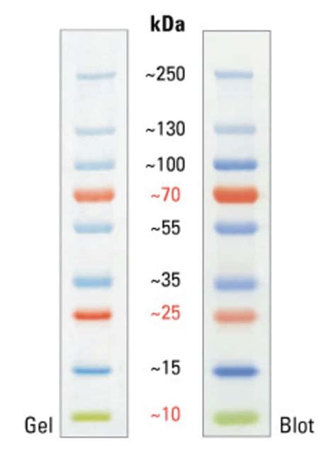 PageRuler™ Plus Prestained Protein Ladder, 10 to 250 kDa