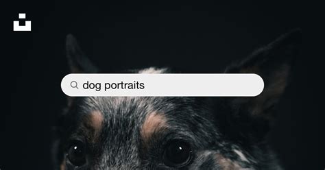 Dog Portraits Pictures | Download Free Images on Unsplash