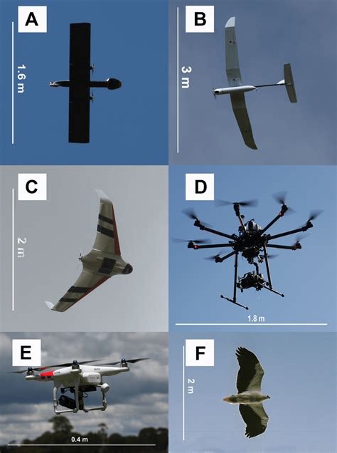 Examples of UAV models with different wing profiles. (A) Avian-P fixed ...