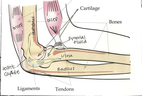 Labelled diagram of a human elbow | Bone and joint, Ligaments and ...