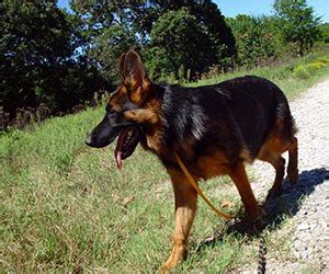 Testimonials From The Family Of Mittelwest German Shepherds Clients