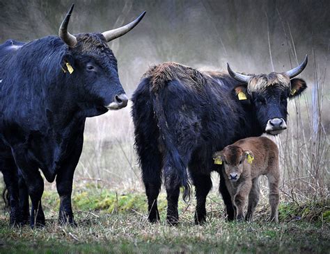 The Breeding-back Blog: Heck cattle - a bred-back aurochs, a total flop ...