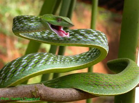 Snakes: Snakes In Sri Lanka