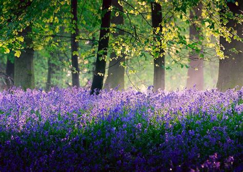 Tree With Purple Flowers In Spring : Amazing Background With Magnolia ...