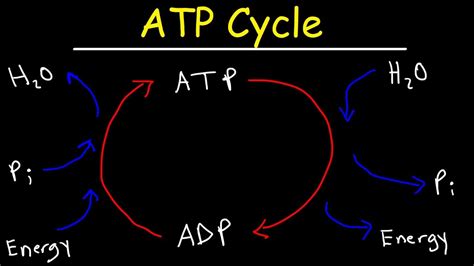 Diagram Of Atp Cycle