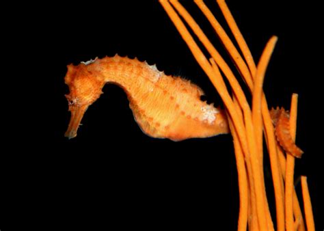 Everything You Ever Wanted to Know About Seahorses • Scuba Diver Life