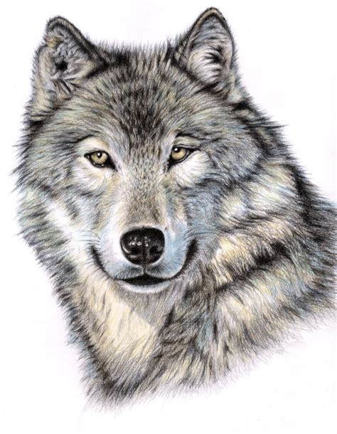 Cool Wolf Drawings In Pencil