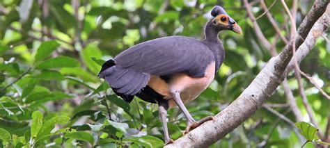 Megapode family Megapodiidae