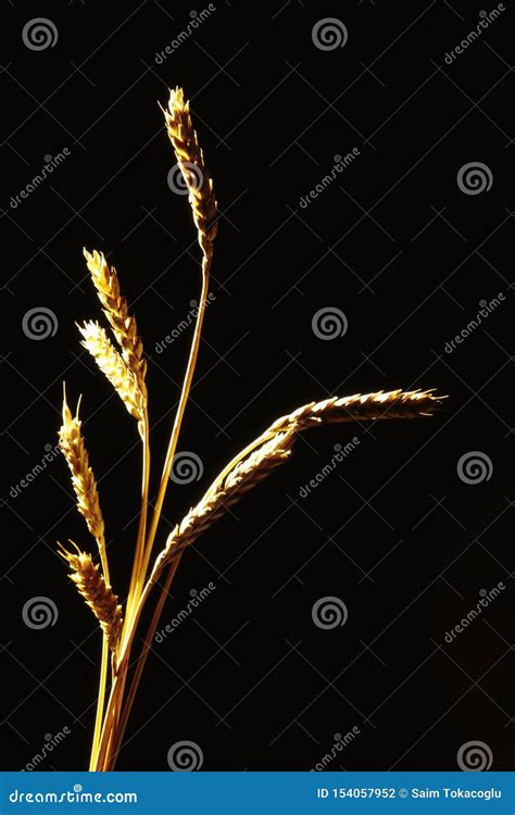 Various Examples of Turkish Cuisine Stock Photo - Image of blue, flour ...