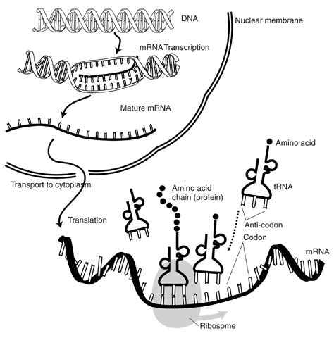 Protein Synthesis ‹ OpenCurriculum