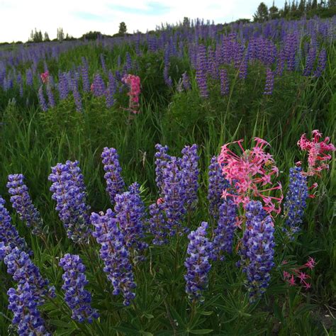 Silky Lupine (Lupinus sericeus)- Great Basin Seeds