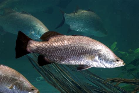 El barramundi (denominado Lates calcarifer) es una especie de pez ...