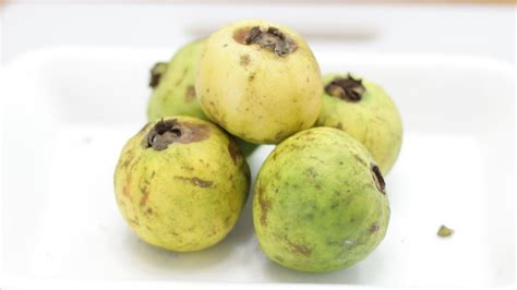 Home & Garden Mexican Cream Guava 50 seeds Plants, Seeds & Bulbs Fruit ...