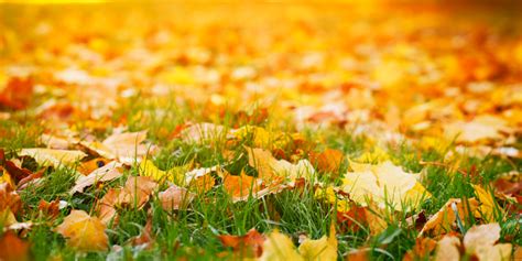 5 Great Ways To Use Autumn's Leaves In The Garden And Landscape