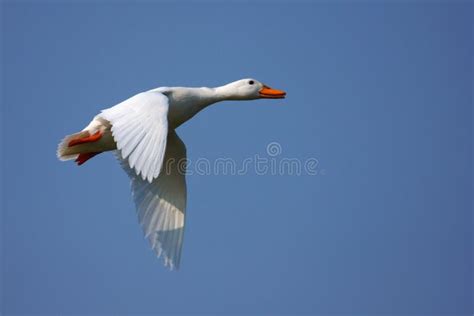 White duck in flight stock image. Image of blue, bird - 8968817