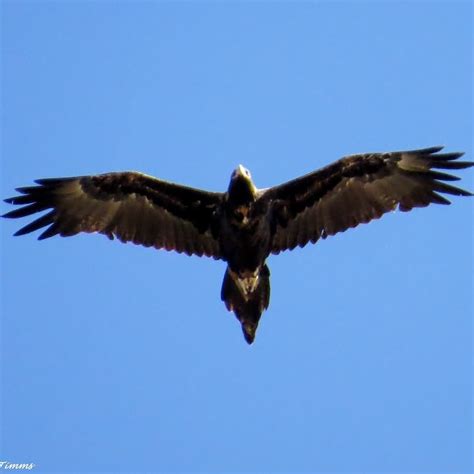 The brilliant wingspan of a soaring Australian Wedge Tailed Eagle. # ...