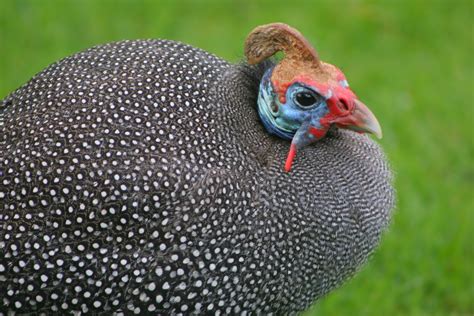 Guinea fowl - Stock Image