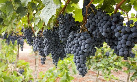 Everything You Need to Know About Growing Grapes for Wine - Churchill Manor