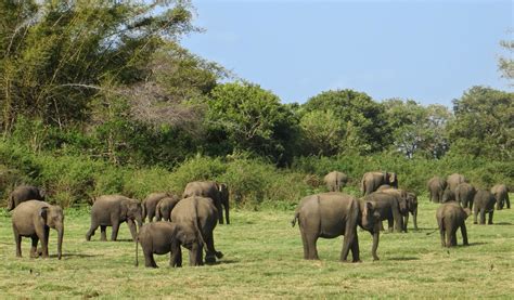 The Elephant Gathering at Minneriya National Park - Marvellous Sri Lanka