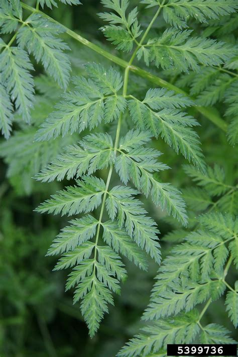 Conium maculatum (poison-hemlock): Go Botany