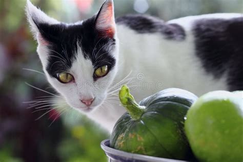 Kitten stock image. Image of cuddly, animal, calico, baby - 76613819