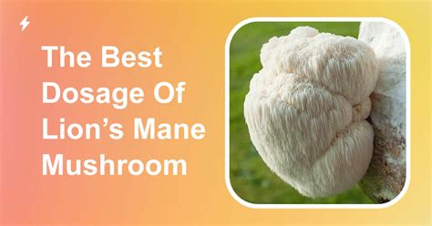 Lion's Mane Dosage: How Much Should You Take?