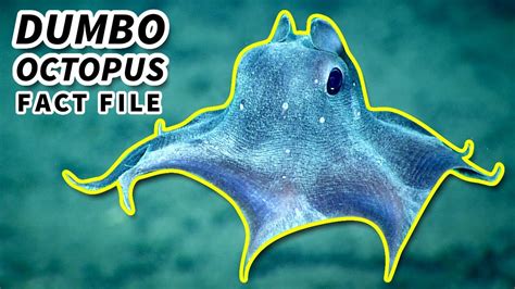 Dumbo Octopus Facts: the CUTEST OCTOPUS 🐙 Animal Fact Files - YouTube