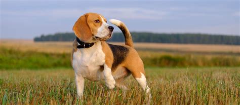 Beagle Puppies For Sale - Greenfield Puppies