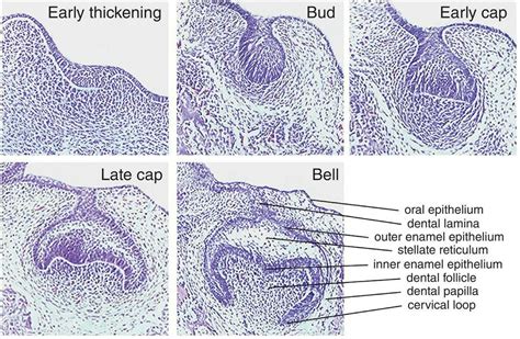 Pin by Frenegonde Pirol on Histo | Dental anatomy, Dentistry student ...