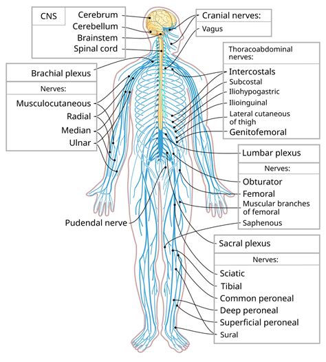 Peripheral nervous system - Wikipedia