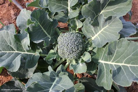 Brécol o Brócoli - Brassica oleracea italica - Vida en la tierra