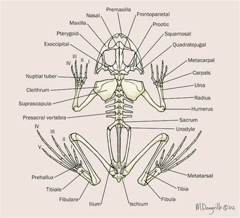 Frog Skeletal Anatomy