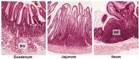 Human Structure Virtual Microscopy