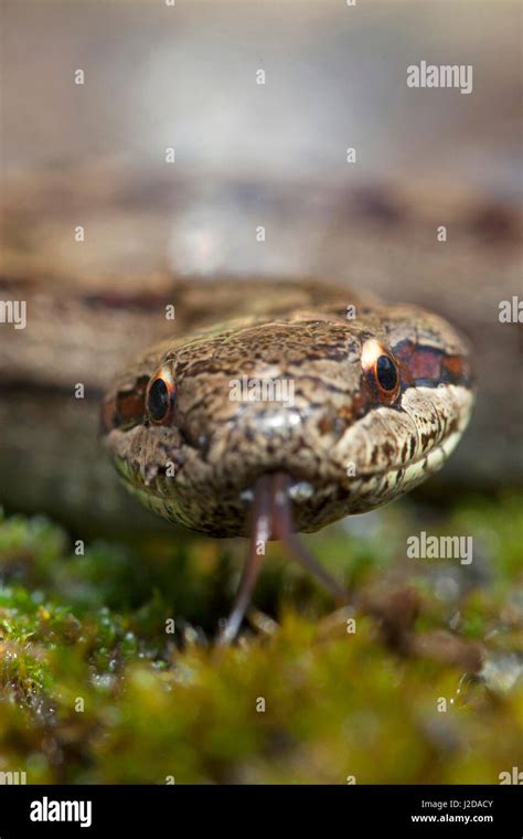 portrait of a smooth snake Stock Photo - Alamy