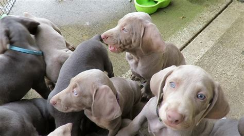 10 Weimaraner Puppies in Training: Learning to Sit and Stay, Eps.2 ...