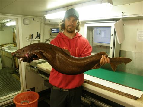 Centroscymnus coelolepis (Portuguese dogfish)