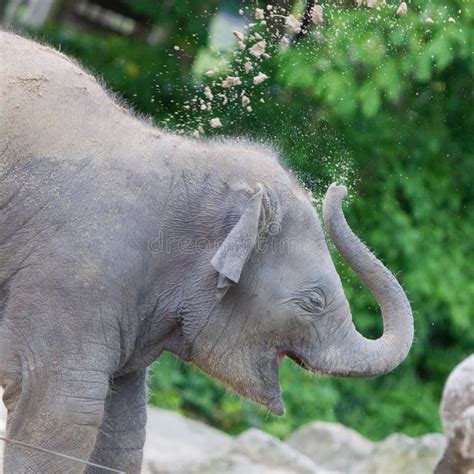 Baby elephant playing stock image. Image of small, endangered - 55281831